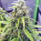 Strawberry Gum (Advanced Seeds) Cannabis-Samen