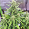 Strawberry Gum (Advanced Seeds) Cannabis-Samen