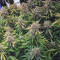 Wild Thailand Ryder Auto (World of Seeds) Cannabis-Samen