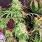 Zamaldelica regular (Ace Seeds) Cannabis-Samen