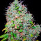Arjan's Haze #3 (GHS) Cannabis-Samen