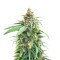 Delicious Cookies feminisierte Samen (Delicious Seeds)