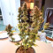 Ghost Chem OG Autoflower feminisierte Samen (Seedkeepers)