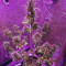 Girl Scout Cookies Auto (Auto Seeds) Cannabis-Samen