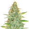 Green Crack Auto (Fast Buds) Cannabis-Samen