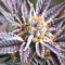 Kush Mintz feminisiertes Saatgut (Barney's Farm)