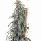 Mekong High (Dutch Passion) Cannabis-Samen