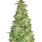 Pounder Auto (Auto Seeds) Cannabis-Samen