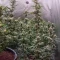 Gorilla Cookies Auto (Fast Buds) Cannabis-Samen zu verkaufen