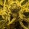 Kaufe Blackberry Moonrocks Samen feminisiert von AlphaFem Seeds