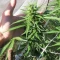 West Coast O.G. Auto (Fast Buds) Cannabis-Samen zu verkaufen