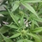 West Coast O.G. Auto (Fast Buds) Cannabis-Samen zu verkaufen