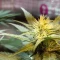 Caramelo Early Version (Delicious Seeds) Cannabis-Samen