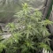 Kaufe Purple Juice Auto Samen feminisiert von Herbies Seeds