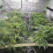 Black Russian Cannabis-Samen Kaufen