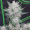 Wedding Glue Auto (Fast Buds) Cannabis-Samen zu verkaufen