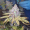 Super Silver Haze Cannabis-Samen Kaufen