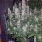 Auto White Widow Cannabis-Samen Kaufen