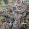 Wedding Cake Auto (Original Sensible Seeds) Cannabis-Samen zu verkaufen