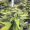 Blue Cheese Cannabis-Samen Kaufen