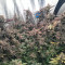 Purple Punch Cookies (Original Sensible Seeds) Cannabis-Samen zu verkaufen