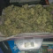 Kaufe Original Cinderella Auto Samen feminisiert von Fast Buds
