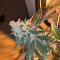 Kaufe Mimosa x Orange Punch Samen feminisiert von Barney's Farm