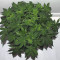 Blackberry Gum Cannabis-Samen Kaufen