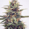 Sherbet Autoflower Cannabis-Samen Kaufen