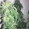 Pure Kush (GHS) Cannabis-Samen zu verkaufen