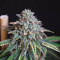Z Gorilla Cannabis-Samen Kaufen