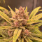 Purple Lemonade Auto Cannabis-Samen Kaufen