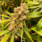 Tutankhamon Cannabis-Samen Kaufen