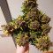 Sweet Pure Auto CBD Cannabis-Samen Kaufen