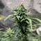 GH Cheese Cannabis-Samen Kaufen