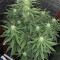 Forbidden Runtz Auto Cannabis-Samen Kaufen