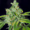 Sensi #32 (Sensi Seeds) Cannabis-Samen