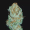 Amnesia Haze (Victory Seeds) Cannabis-Samen