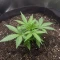 Auto Strawberry Soda (Dutch Passion)