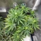 Forgotten Cookies Auto (Mephisto Genetics) Cannabis-Samen