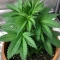 Frosted Guava (Original Sensible Seeds)