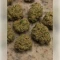 Future #1 (Blimburn Seeds)