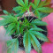 GG#4 Original Glue (Blackskull Seeds) Cannabis-Samen