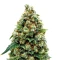 Jack Herer (GHS) Cannabis-Samen
