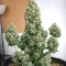 King's Juice Auto (GHS)