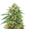 Mendocino Chanel Kush (Medical Seeds) Cannabis-Samen