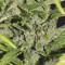 Monster Bruce Banner Auto feminisierte Samen (Monster Genetics)