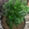 Planet Of The Grapes Auto (Ethos Genetics)