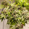 Tropicanna Poison F1 Fast Version feminisiertes Saatgut (Sweet Seeds)