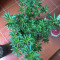Wedding Cake (Seedstockers) Cannabis-Samen